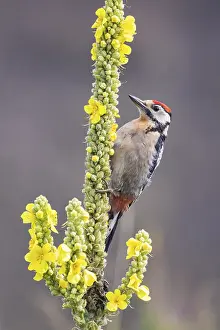 Category Wildlife DE Prints: Great spotted woodpecker (Dendrocopus major) young bird Germany