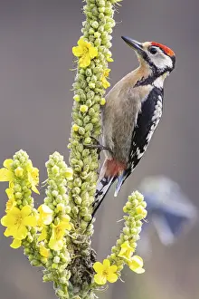 Category Wildlife DE Prints: Great spotted woodpecker (Dendrocopus major) young bird Germany