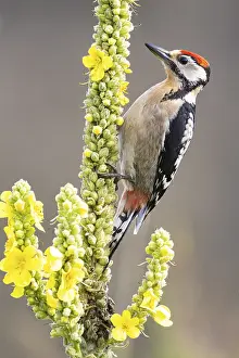 Category Wildlife DE Prints: Great spotted woodpecker (Dendrocopus major) young bird Germany