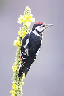 Category Wildlife DE Prints: Great spotted woodpecker (Dendrocopus major) young bird Germany