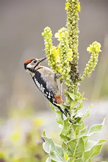 Category Wildlife DE Prints: Great spotted woodpecker (Dendrocopus major) young bird Germany