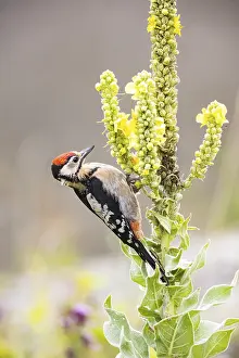 Category Wildlife DE Prints: Great spotted woodpecker (Dendrocopus major) young bird Germany