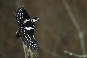 Great spotted woodpecker, Dendroscope major