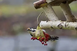Great spotted woodpecker, female