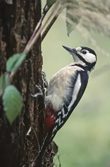 Great Spotted Woodpecker, Great Spotted Woodpecker