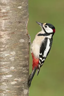 Great Spotted Woodpecker male (Dendrocopos major) Great Spotted Woodpecker