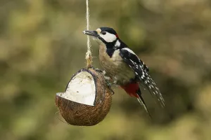 Great spotted woodpecker male with food in beak hanging on feeding dish looking left