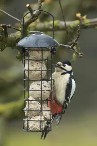 Great spotted woodpecker male hanging from feeder on the left