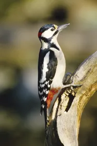 Great spotted woodpecker on perch