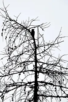 Great spotted woodpecker (Picoides major)