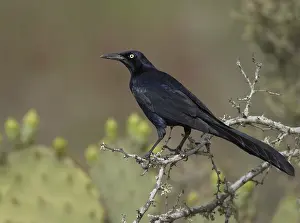 Great-tailed Grackle (Quiscalus mexicanus) male