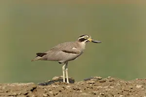 Great Thick-knee (Burhinus recurvirostris) Uttar Pradesh