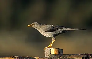 Great thrush (Turdus fuscater) on a wooden pole