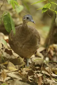 Great Tinamou (Tinamus major) perched on a branch in Guatemala in Central America