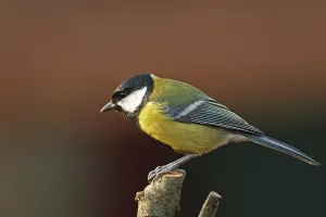Great tit