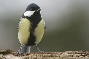 great tit