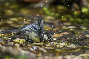 Great tit bathing (Parus major)