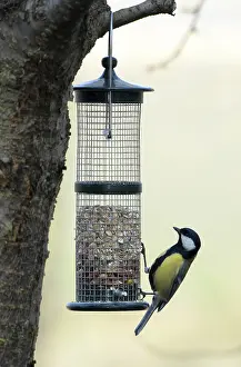 Great tit at a feeding site
