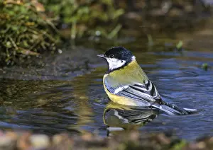 Great tit, great tit, parus major