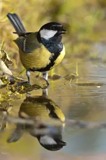Great tit, great tit, parus major