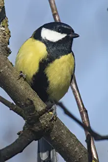 Great Tit (Parus major)