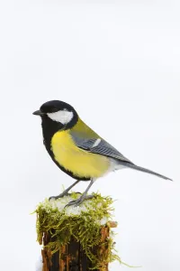 Great Tit (Parus major)