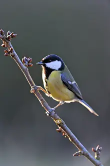 Great Tit (Parus major)