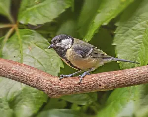Great tit Parus major