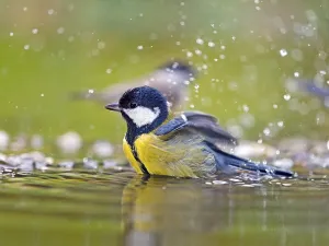 Great tit (Parus major), adult bird bathing in shallow water