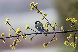 Great Tit (Parus major), adult male