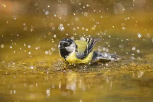 Great Tit (Parus major) bathing in a water pool