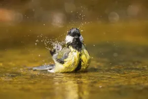 Great Tit (Parus major) bathing in a water pool