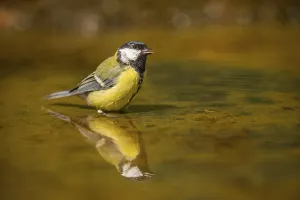 Great Tit (Parus major) bathing in a water pool