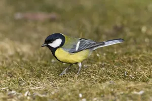 Great Tit (Parus major), Bergshausen