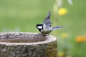 Category Wildlife DE Prints: Great tit (Parus major), bird bath