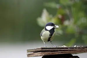 Great tit (Parus major), bird feeder