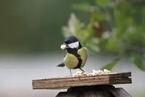 Category Wildlife DE Prints: Great tit (Parus major), bird feeder
