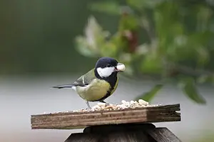 Category Wildlife DE Prints: Great tit (Parus major), bird feeder