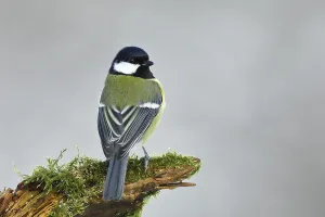 Great tit (Parus major), dorsal view