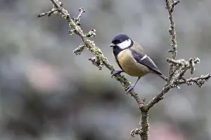 Great Tit (Parus major), Emsland