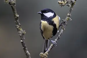Great Tit (Parus major), Emsland