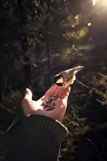 Great tit (Parus major) feeding on a hand in the sunset