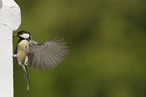 Great Tit (Parus major) feeding its young