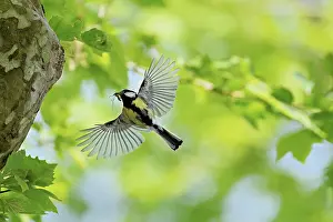 Great tit (Parus major), with food in its beak approaching the breeding den