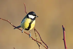 Great tit (Parus major) Germany