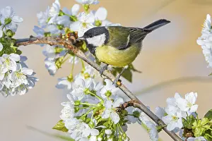 Great tit (Parus major) Germany