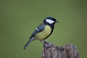 Great tit, Parus major, great tit