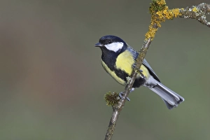 Great tit (Parus major), male sitting on branch