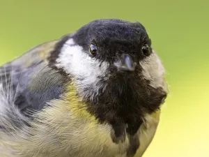 Great tit (Parus major) portrait of the head shown in frontal view
