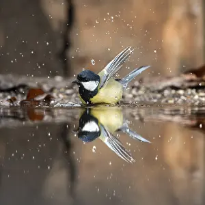 Great tit (Parus major) with reflection in water